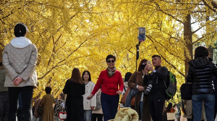 Pengunjung berfoto dengan latar daun pohon ginkgo yang berubah warna menjadi kuning saat musim gugur di taman Zhongshan, Beijing, China, Selasa (11/11/2025). Waktu terbaik untuk menikmati warna kuning cerah dari pohon ginkgo di taman tersebut pada akhir Oktober hingga pertengahan November sebelum daun-daun berguguran saat memasuki musim dingin. ANTARA FOTO/Desca Lidya Natalia/agr
