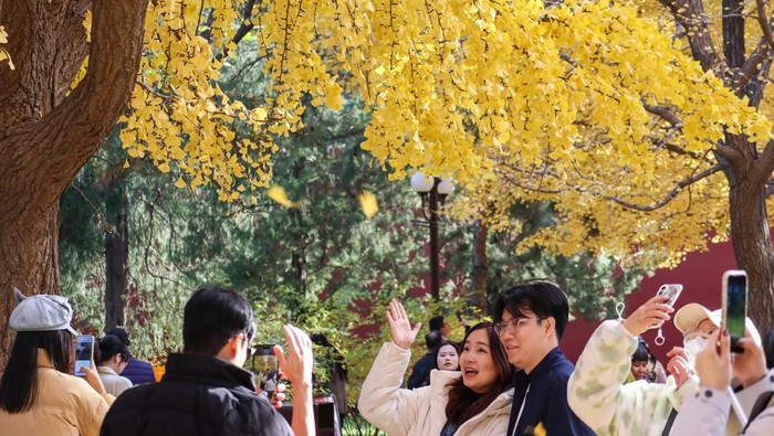 Pengunjung berfoto dengan latar daun pohon ginkgo yang berubah warna menjadi kuning saat musim gugur di taman Zhongshan, Beijing, China, Selasa (11/11/2025). Waktu terbaik untuk menikmati warna kuning cerah dari pohon ginkgo di taman tersebut pada akhir Oktober hingga pertengahan November sebelum daun-daun berguguran saat memasuki musim dingin. ANTARA FOTO/Desca Lidya Natalia/agr