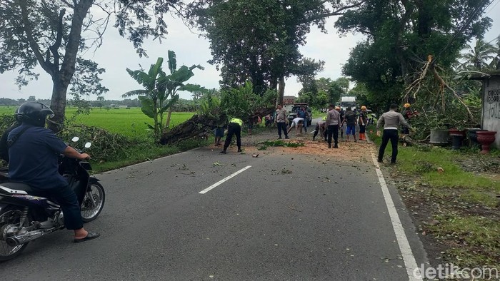 Polisi dan relawan gabungan mengevakuasi pohon yang sebelumnya tumbang di ruas jalan Brosot-Nanggung, Lendah, Kulon Progo, Selasa (11/11/2025).