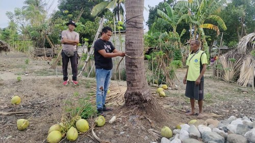 Polisi saat melakukan olah TKP dan mengevakuasi Bernadus Buknoni yang tewas terjatuh dari pohon kelapa di Desa Oelfatu, Kecamatan Amfoang Barat Laut, Kabupaten Kupang, NTT, Selasa (11/11/2025). (Dok. Polsek Amfoang Utara).