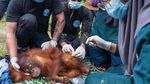 Potret Pemindahan Induk-Anak Orang Utan: Dibius, Diperiksa dan Dilepaskan