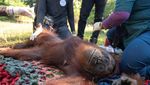 Potret Pemindahan Induk-Anak Orang Utan: Dibius, Diperiksa dan Dilepaskan