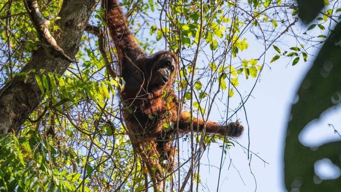 Induk dan anak orang utan memasuki area perkebunan warga di Desa Tempurukan, Kecamatan Delta Pawan, Kabupaten Ketapang, Kalimantan Barat. Untuk menjamin keselamatan orang utan sekaligus mengurangi potensi konflik antara manusia dan satwa liar, sejumlah pihak melakukan translokasi.