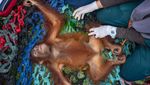 Potret Pemindahan Induk-Anak Orang Utan: Dibius, Diperiksa dan Dilepaskan