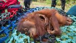 Potret Pemindahan Induk-Anak Orang Utan: Dibius, Diperiksa dan Dilepaskan