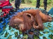 Pemindahan 2 Orang Utan di Ketapang, Pakai Senapan Bius dan Jaring Pengaman