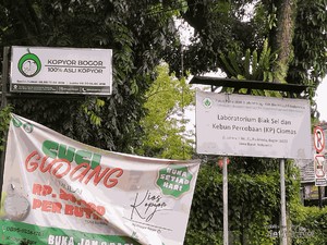 Unik, Kafe di Tengah Kebun Kelapa Kopyor di Bogor
