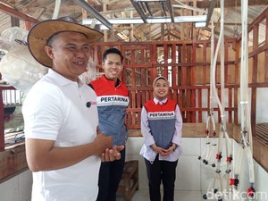Kisah Peternak Lampung Ubah Kandang Bambu Jadi Bisnis Susu Kambing Modern