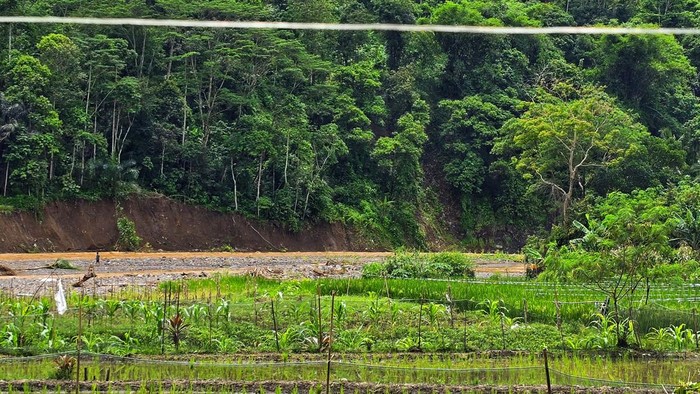 Arus Sungai Cidadap gerus sawah warga.
