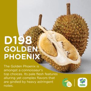 golden phoenix durian golden phoenix durian