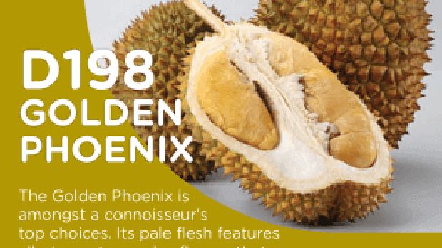 golden phoenix durian golden phoenix durian