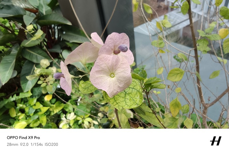 Hasil foto Oppo Find X9 Pro