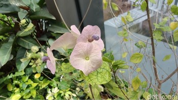 Foto makro Oppo Find X9 Pro. Foto: Fyk/detikinet