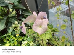 Menjajal Kamera Oppo Find X9 Pro yang Mind Blowing