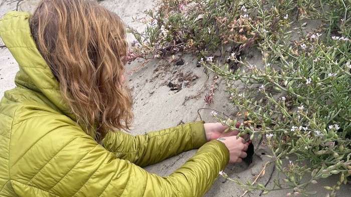 Jangan Diinjak! Spesies Baru Laba-laba Ini Hidup di Balik Pasir Pantai