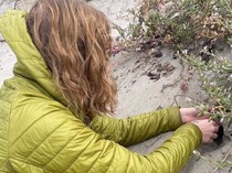 Jangan Diinjak! Spesies Baru Laba-laba Ini Hidup di Balik Pasir Pantai