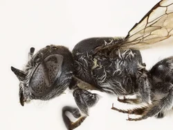 Lebah Lucifer Ditemukan, Punya Tanduk Mirip Iblis