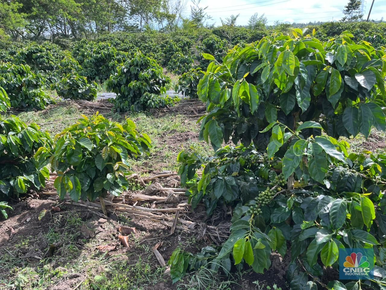Pengembangan Kopi Lintong di Humbang Hasundutan, Sumatera Utara/Rahajeng Kusumo