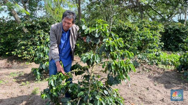 Pengembangan Kopi Lintong di Humbang Hasundutan, Sumatera Utara/Rahajeng Kusumo