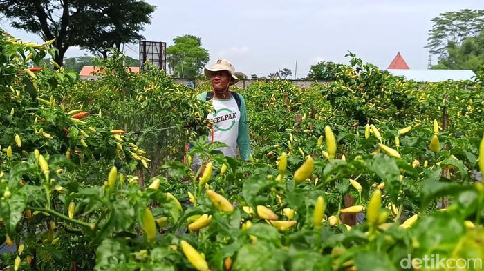 Petani di Blitar sambat harga cabai makin murah