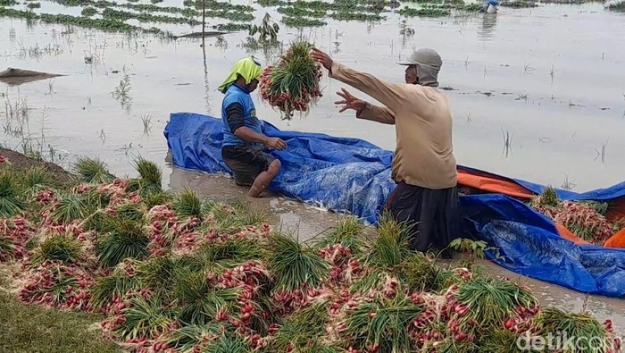 Petani memanen bawang karena terendam banjir di Brebes, Selasa (12/11/2025).