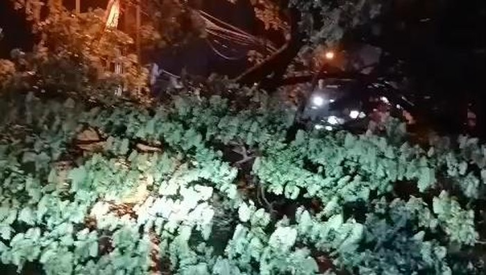 Pohon trembesi di Jalan Raya Pasuruan-Purwosari roboh