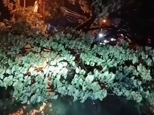 Pohon Trembesi di Jalan Pasuruan-Purwosari Roboh, Jalur ke Malang Lumpuh