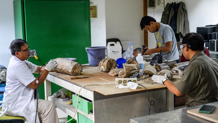 Geolog merangkai fosil gajah purba (Stegodon trigonocephalus) saat proses preparasi di Museum Geologi, Bandung, Jawa Barat, Rabu (12/11/2025). Tim geolog Museum Geologi mulai melakukan preparasi satu fosil gading gajah purba yang ditemukan di Nganjuk, Jawa Timur pada Oktober 2024 yang diperkirakan berusia 800 ribu tahun dengan target preparasi, konservasi, hingga pembuatan replika gading tersebut yang diperkirakan selesai pada Desember 2025. ANTARA FOTO/Raisan Al Farisi/nym.