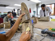 Museum Geologi Bandung Mulai Preparasi Fosil Gading Gajah Purba Berusia 800 Ribu Tahun