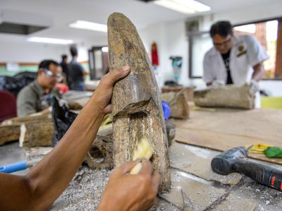 Museum Geologi Bandung Mulai Preparasi Fosil Gading Gajah Purba Berusia 800 Ribu Tahun