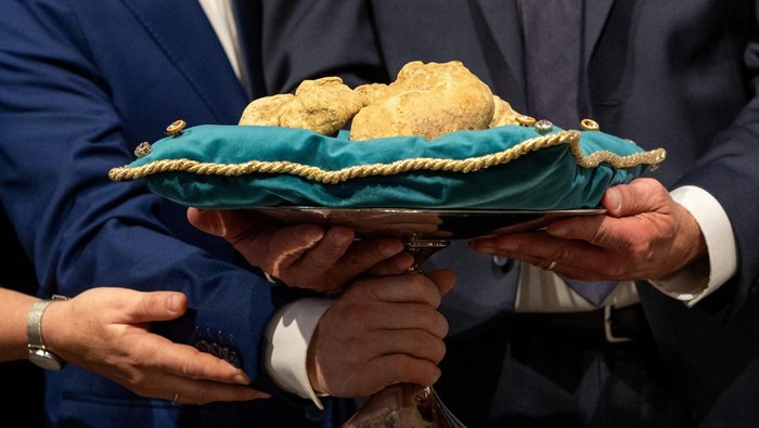 Truffle Putih Raksasa Terjual Rp1,9 Miliar di Lelang Internasional White truffles are displayed during the international auction for truffles where a 1.009-kilogram specimen was sold to a Hong Kong buyer for €110,000 at the Castle of Grinzane Cavour, in Grinzane Cavour near Alba, Italy, November 9, 2025. REUTERS/Alessandro Garofalo