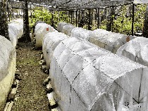 Wuih, Ada Wisata Kebun Kelapa Kopyor di Bogor