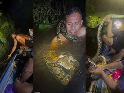 Viral Piton Raksasa 6 Meter Seret dan Lilit Pemandu Wisata di Kalimantan