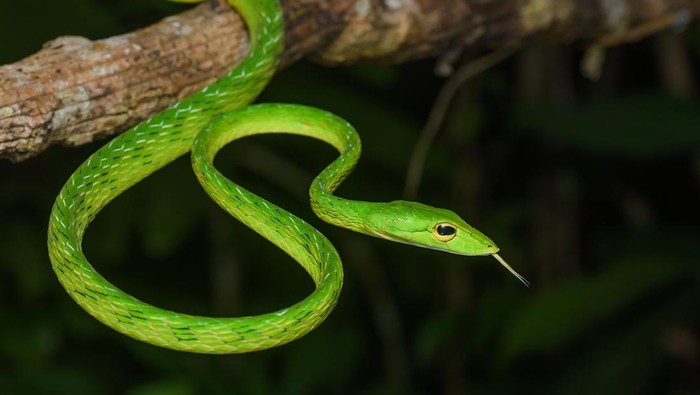 5 Efek Gigitan Ular Berbisa Rendah dan Cara Menanganinya, Apakah Berbahaya?