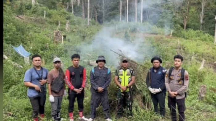 BNN musnahkan ladang ganja di Sumut. (Dok. Ist)
