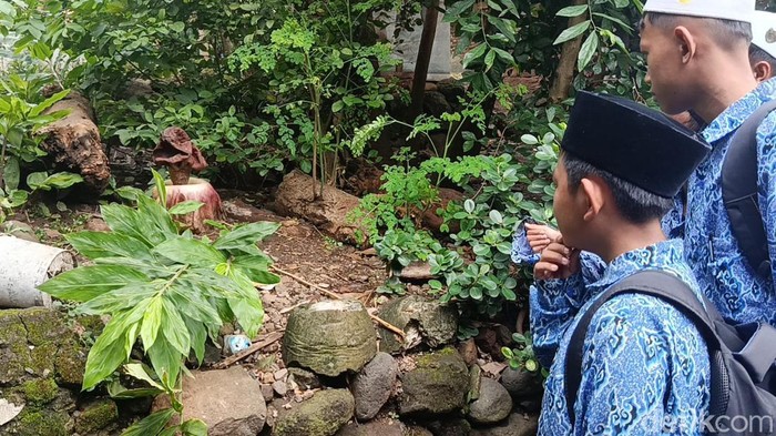 Bunga bangkai yang tumbuh di Kecamatan Talun, Kabupaten Cirebon