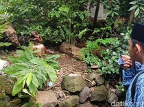 Bunga Bangkai Mekar di Pemakaman Cirebon, Warga Penasaran