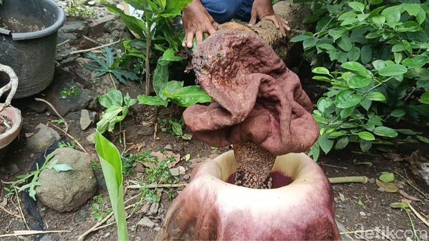 Bunga bangkai yang tumbuh di Kecamatan Talun, Kabupaten Cirebon