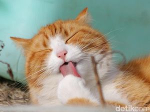Kenapa Kucing Sering Menjilati Dirinya Sendiri? Ini 11 Alasannya!