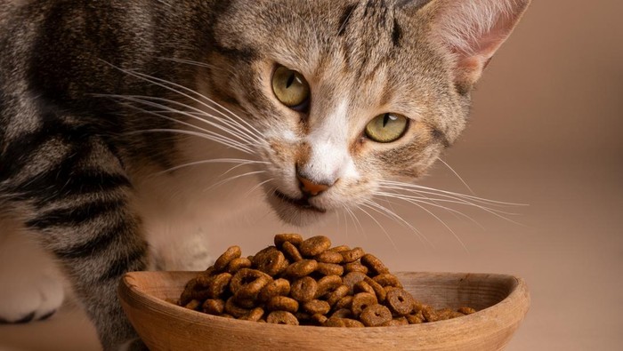 Cara Memilih Makanan Kucing yang Bagus, Ini Ciri-ciri dan 6 Tipsnya