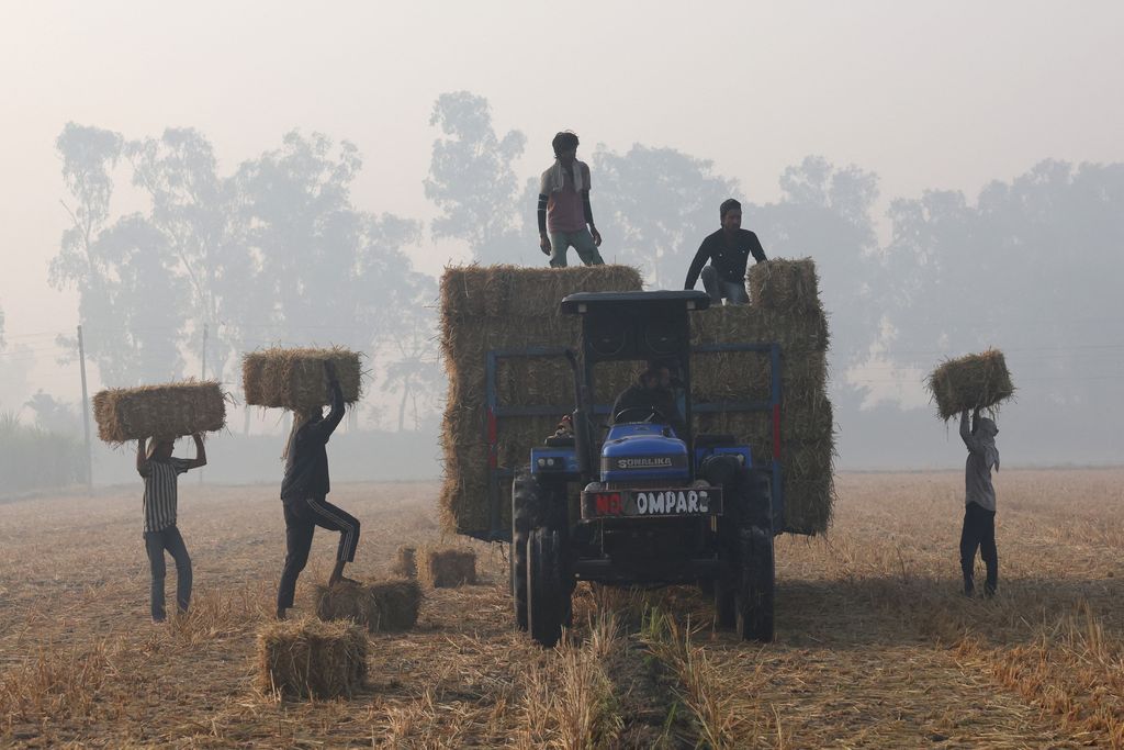 Pekerja memuat bal jerami padi ke traktor, di sawah, pada pagi yang berkabut, di tengah polusi udara yang terjadi di Mansa, di negara bagian Punjab, India utara, 12 November 2025. Pekerja memuat bal jerami padi ke traktor, di sawah, pada pagi yang berkabut, di tengah polusi udara yang terjadi di Mansa, di negara bagian Punjab, India utara, 12 November 2025. (REUTERS/Bhawika Chhabra)