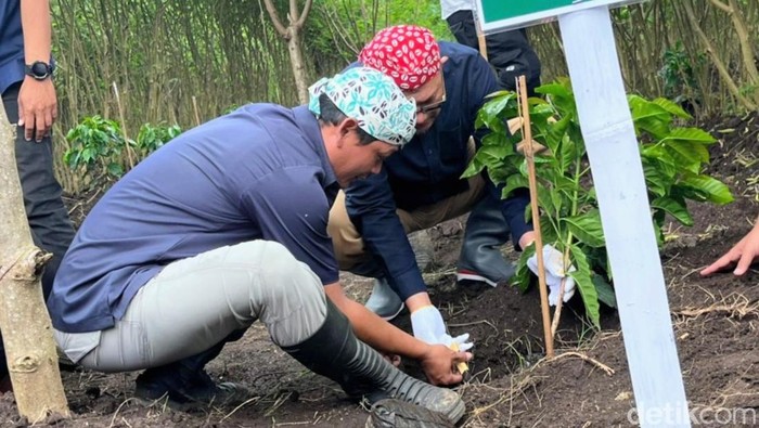 Penanaman ulang pohon kopi