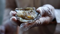 Seorang pemandu wisata memegang tiram mutiara. Kini, Suwaidi Pearls tak hanya menjadi pusat produksi, tetapi juga destinasi wisata edukatif. Pengunjung dapat menaiki perahu menuju peternakan terapung, menyelami proses budidaya, hingga melihat langsung tiram yang mengandung mutiara. Bahkan, wisatawan bisa mencoba keberuntungan membuka tiram sendiri siapa tahu menemukan sebutir mutiara alami bernilai tinggi. REUTERS/Amr Alfiky