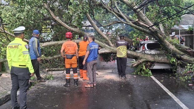 Pohon tumbang timpa mobil di Kota Bogor (Sholihin/detikcom)