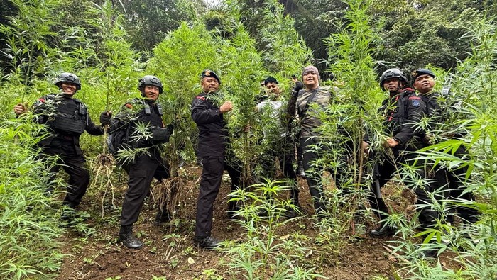 Satbrimob Polda Sumut saat menemukan 10 hektare ladang ganja. (Foto: dok. Satbrimob Polda Sumut)