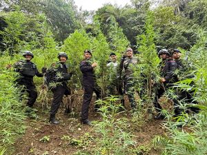 Brimob Temukan 10 Hektare Ladang Ganja di Madina