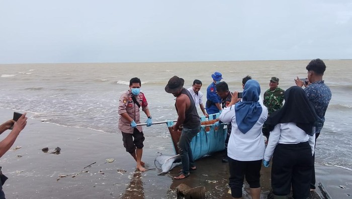 Seekor ikan paus ditemukan terdampar di Pesisir Pantai Karoeng Desa Margagiri, Kecamatan Pagelaran, Kabupaten, Pandeglang (Dok istimewa).