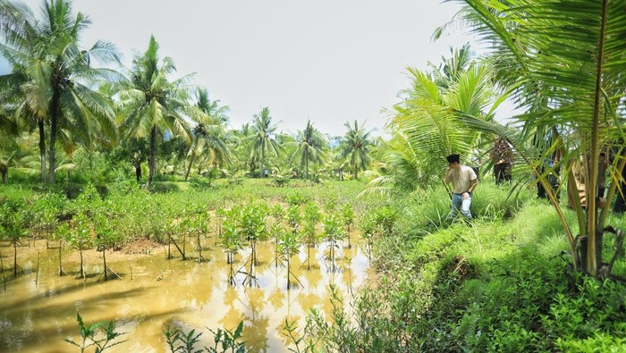Tambak Udang di Trenggalek Disulap Jadi Mangrove