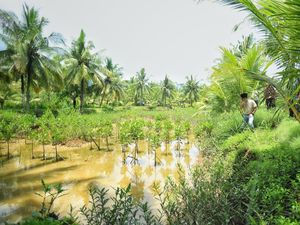 Tambak Udang di Trenggalek Disulap Jadi Mangrove