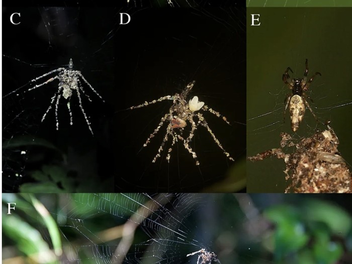 Umpan replika diri laba-laba Cyclosa